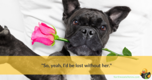 A black dog with a rose in its mouth, with a quote about true love