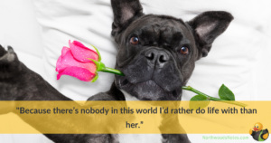 A black dog with a rose in its mouth, with a quote about true love