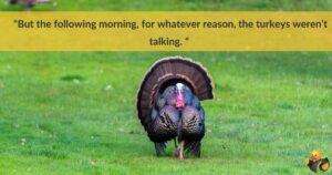 A turkey in a grassy clearing, overlayed with a quote about quiet turkeys