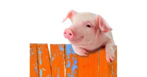 A smiling pig, looking over an orange fence