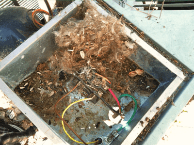 animal nest in AC unit animal nest in AC unit